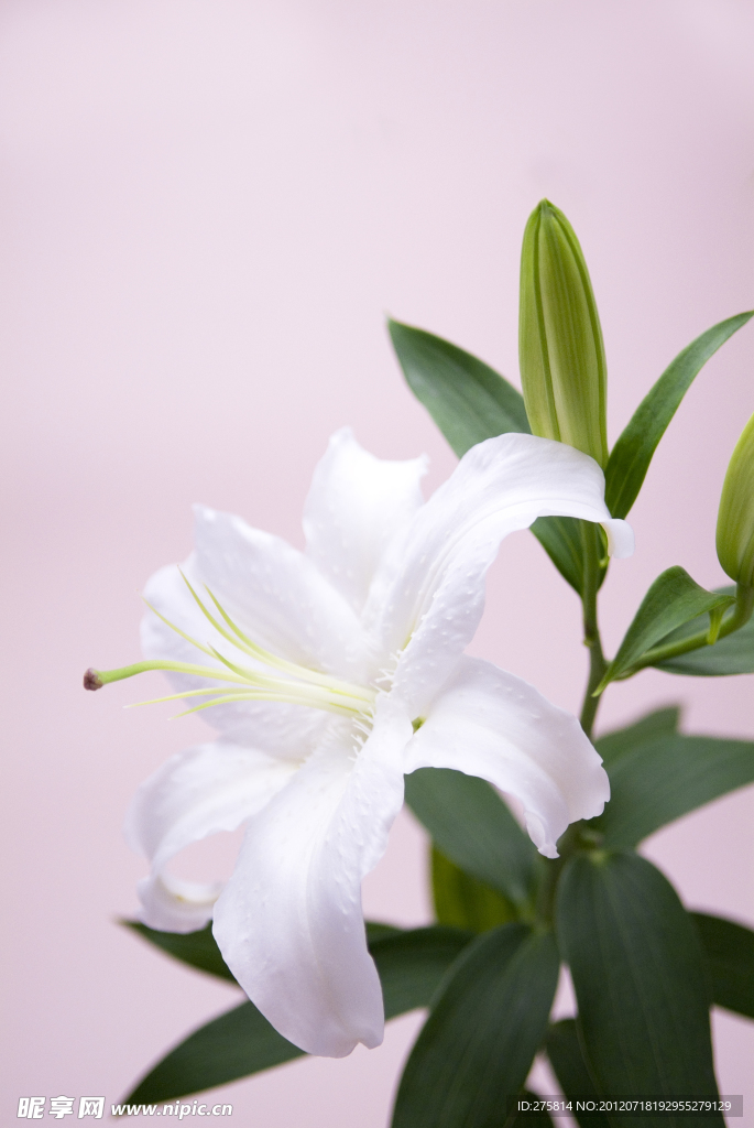 百合花