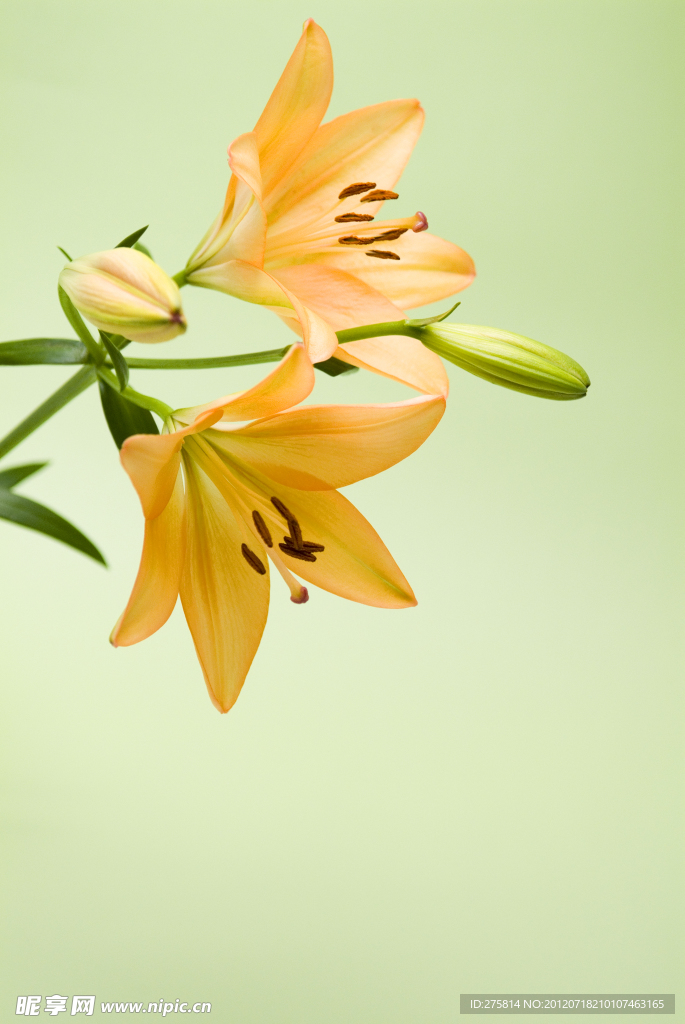 百合花