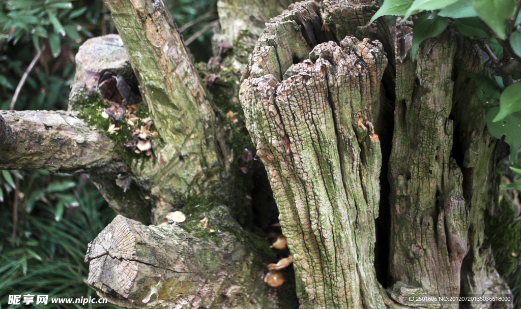 枯樹魯迅公園