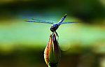 灰蜻蜓