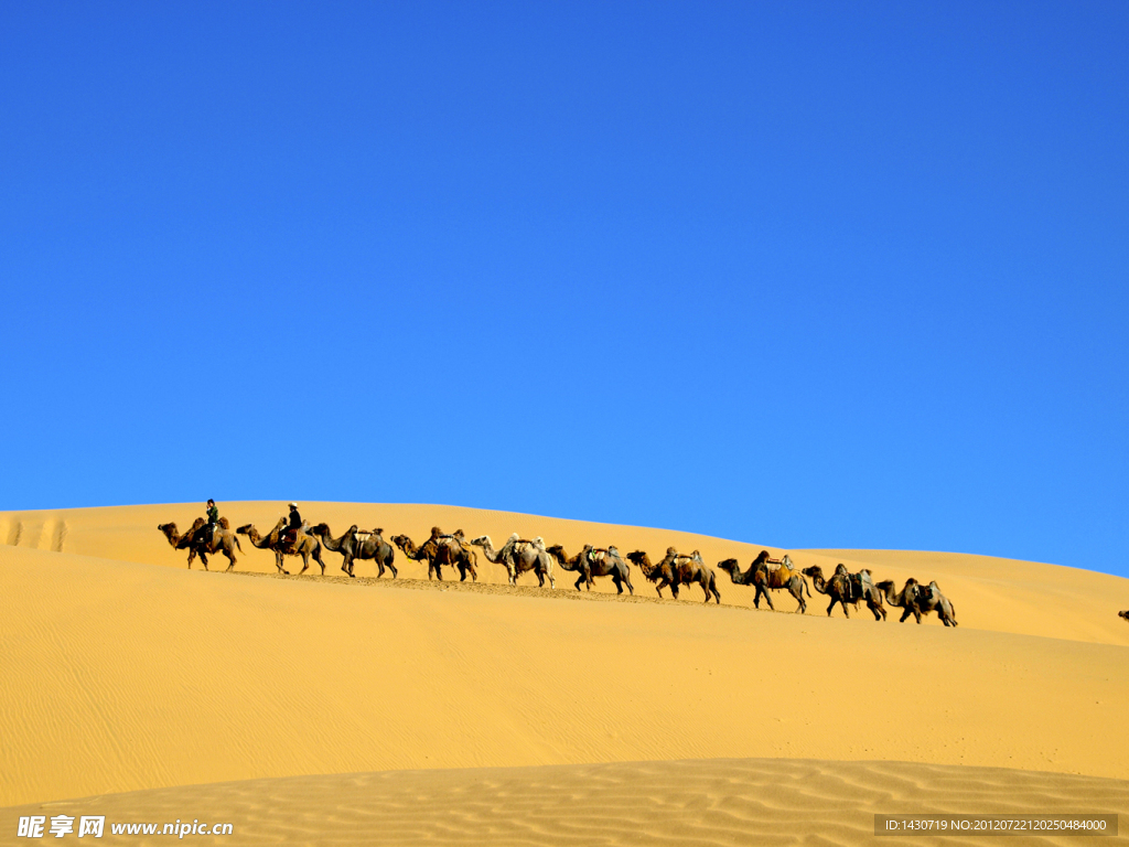 沙漠之舟 骆驼