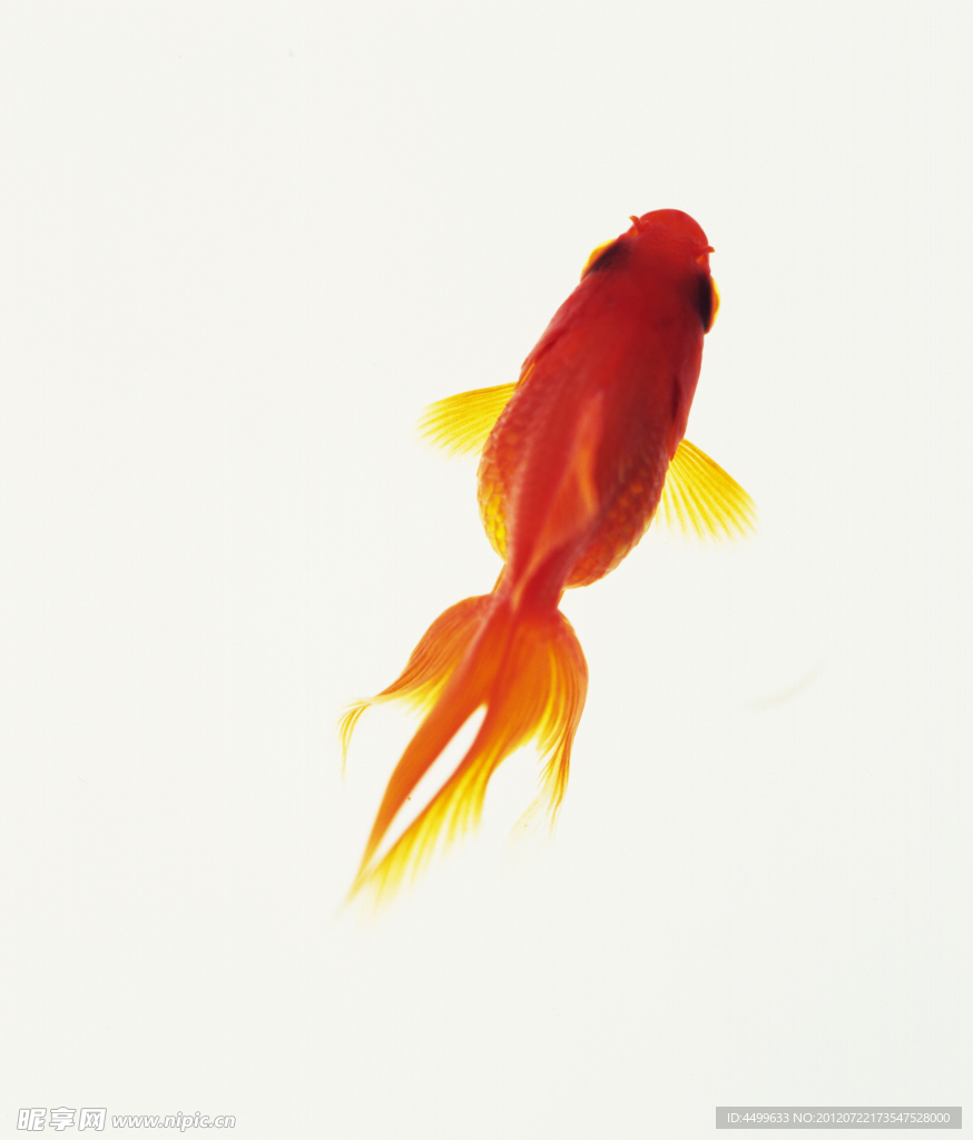 紅金魚