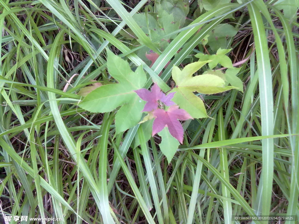 綠草