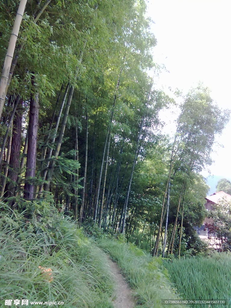 竹林