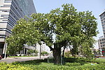 西直門古樹(shù)