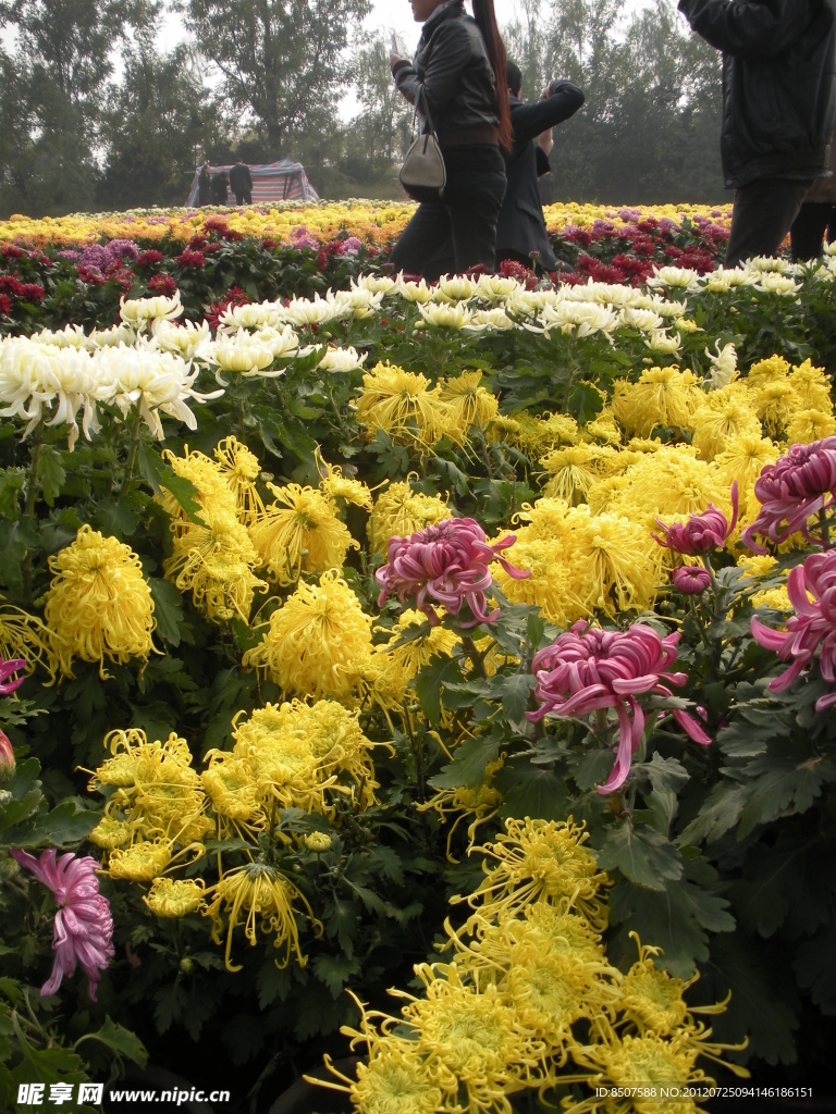 咸陽菊花節(jié)