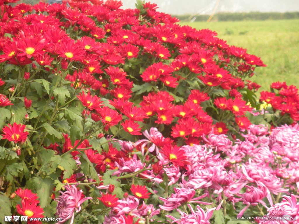 咸陽菊花節(jié)