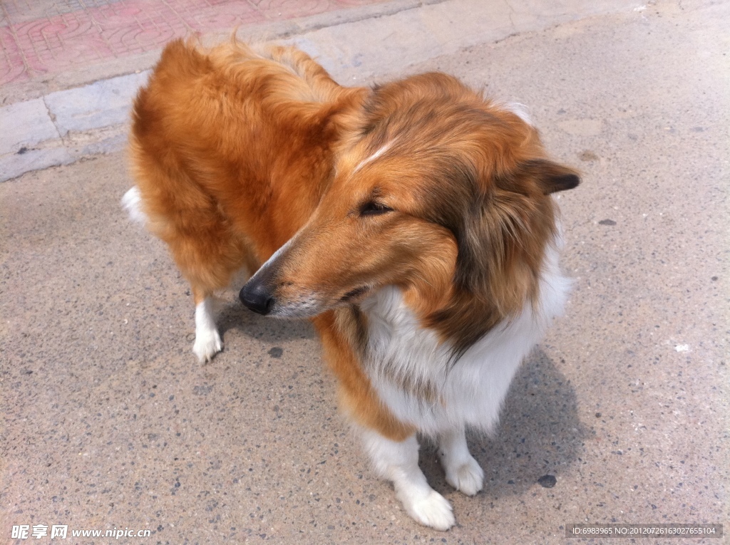 狗狗