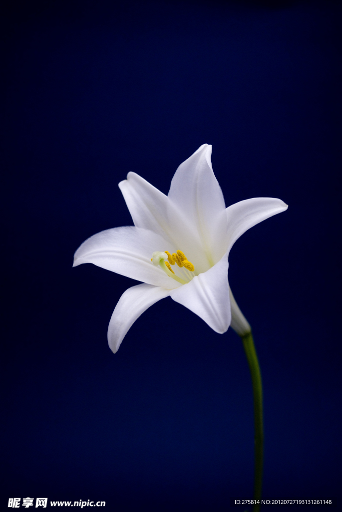 百合花