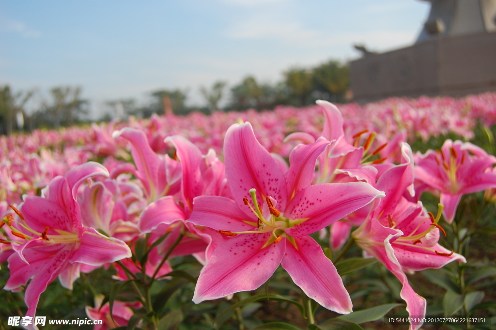 百合花