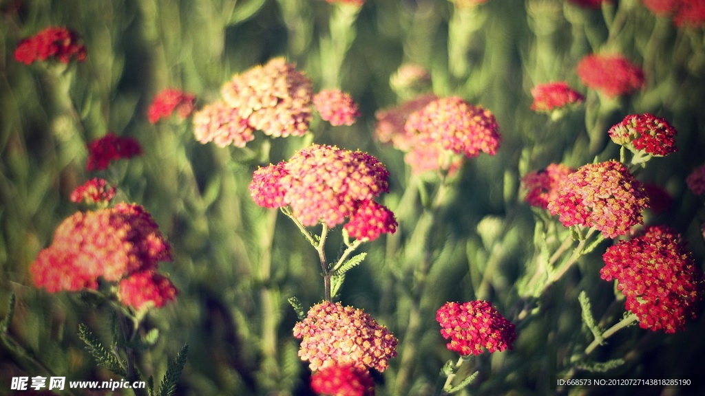 球花花海