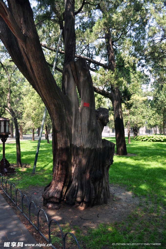 北京天壇公園樹