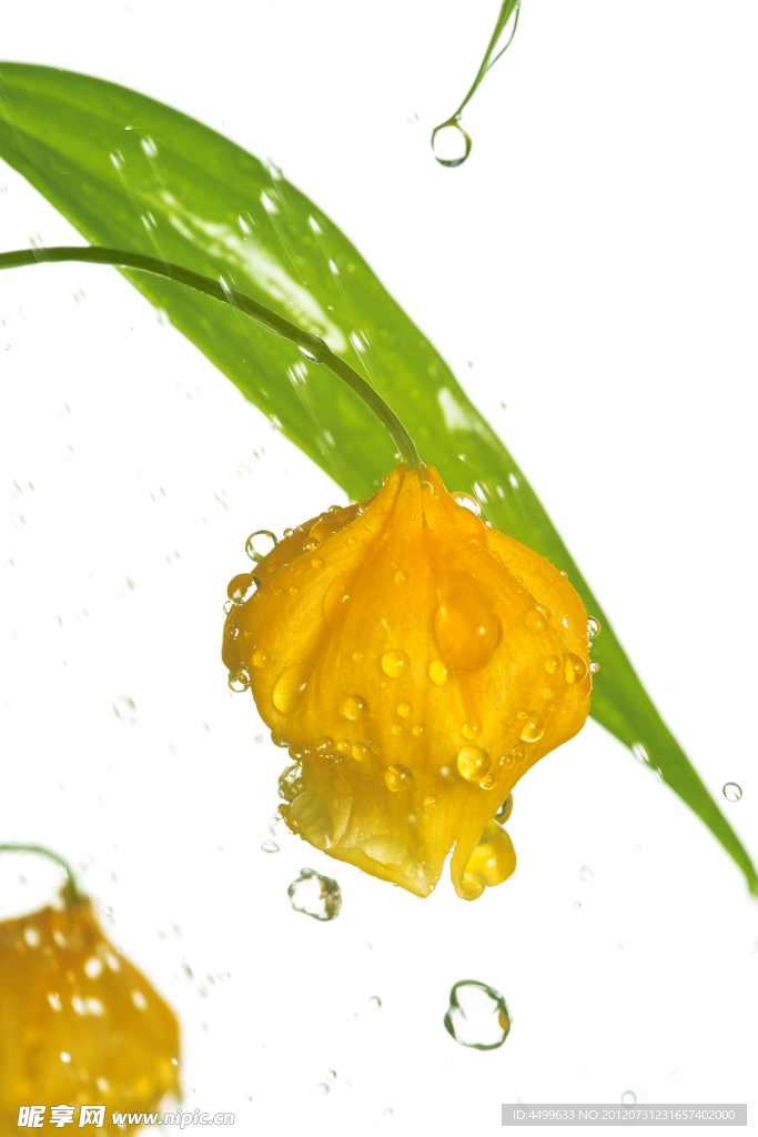 黃色花苞