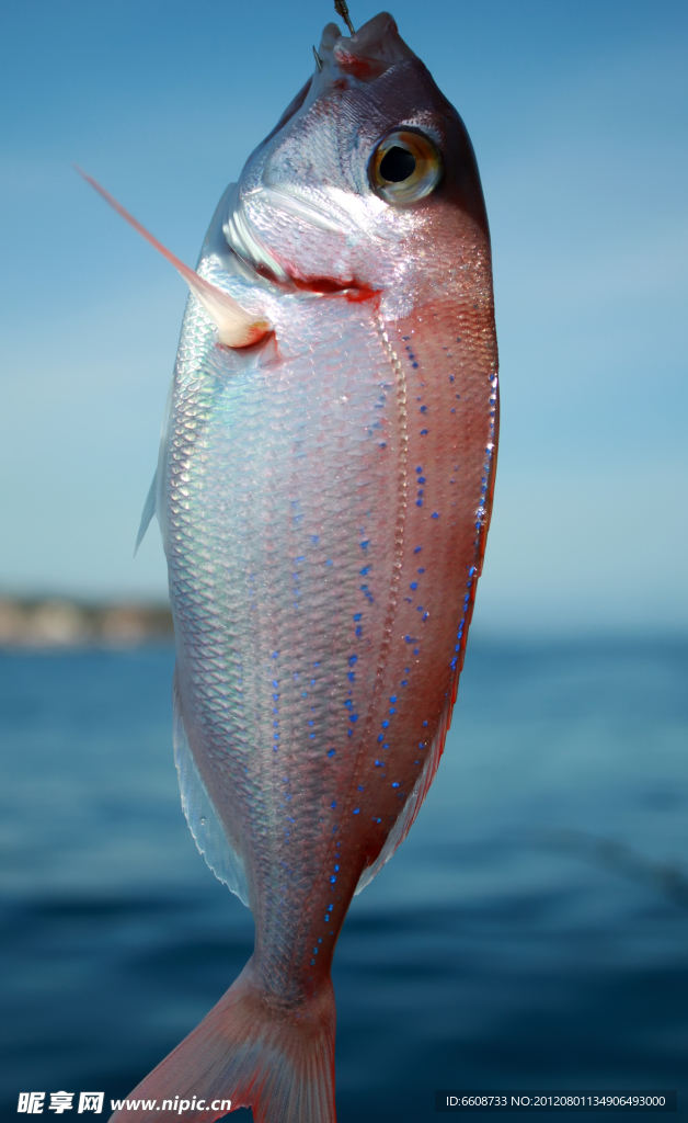 海魚
