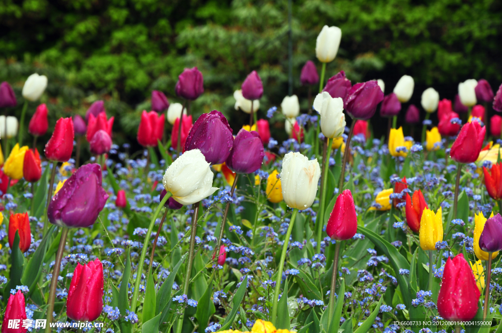 郁金香花園