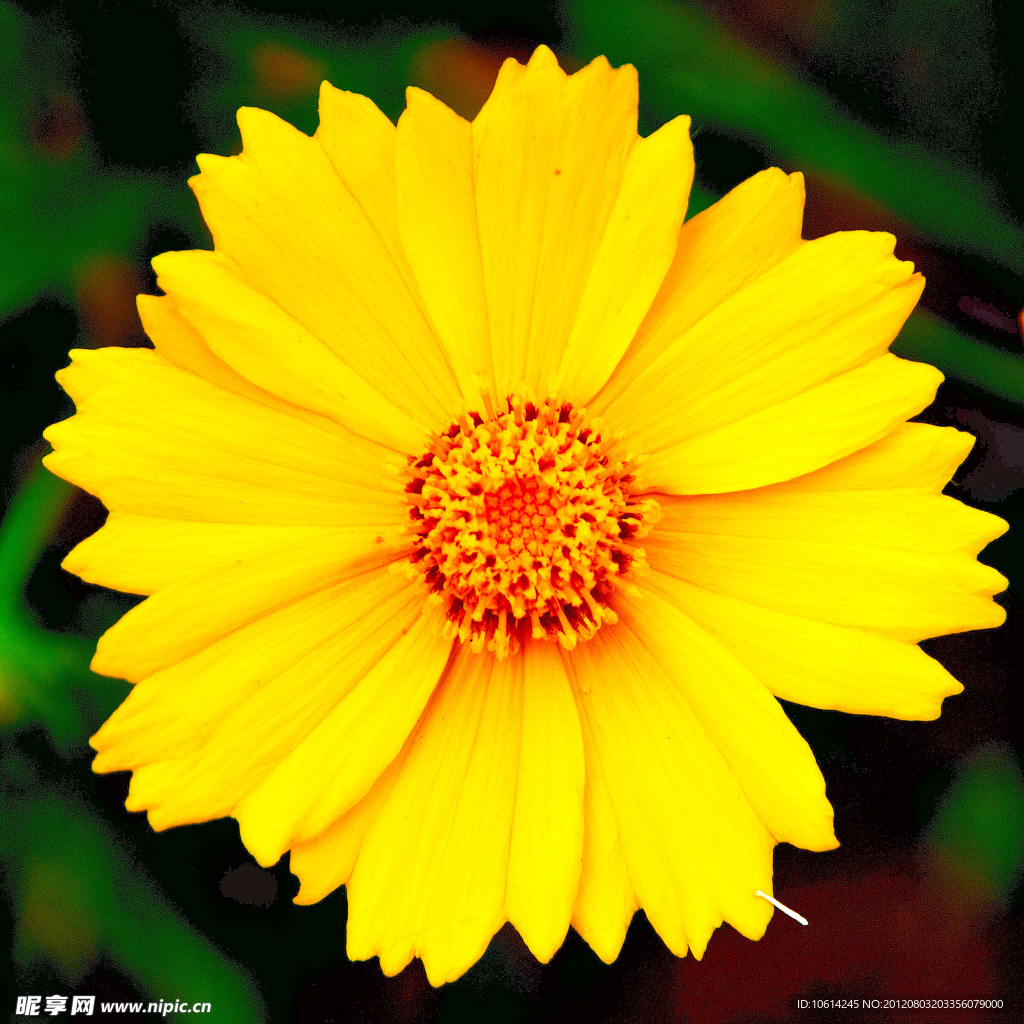 黃花