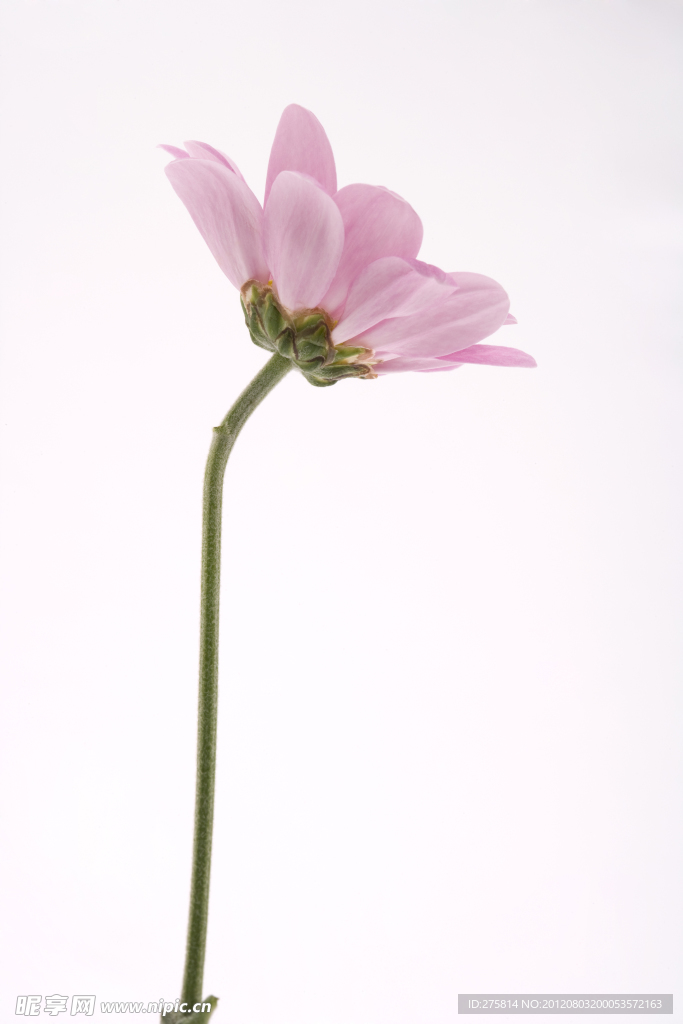 白芨