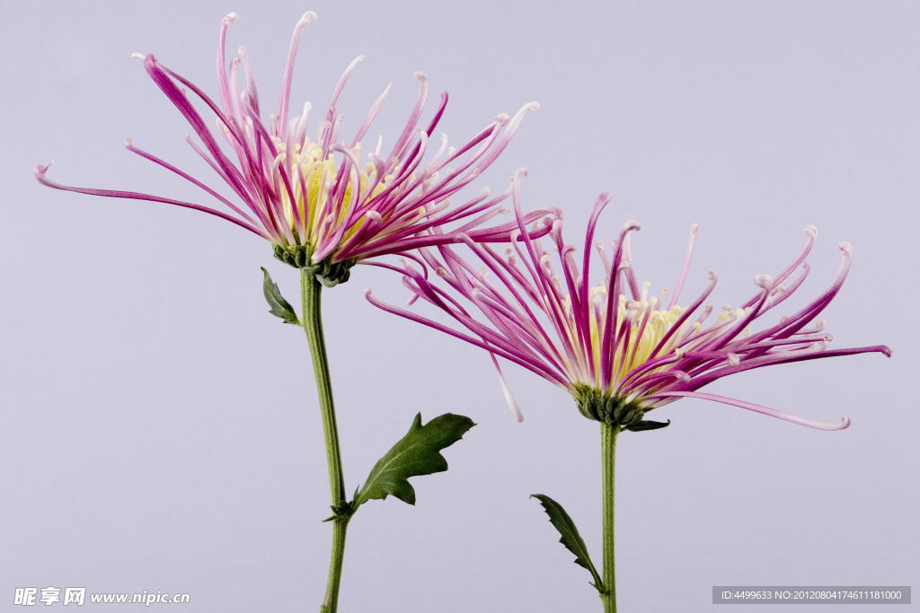 菊花 鲜花背景