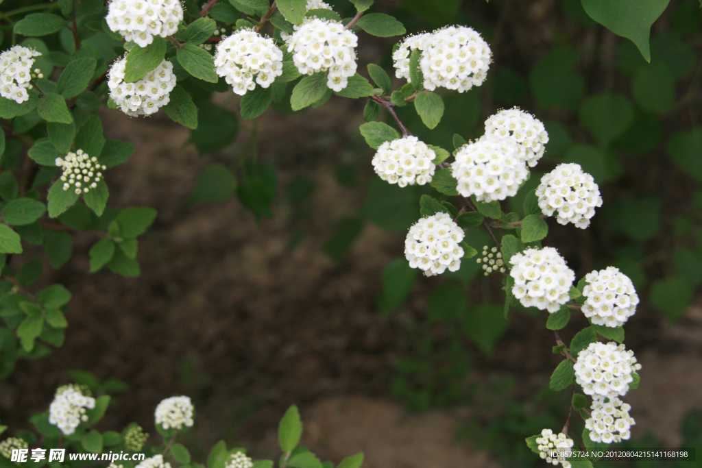 沙果花