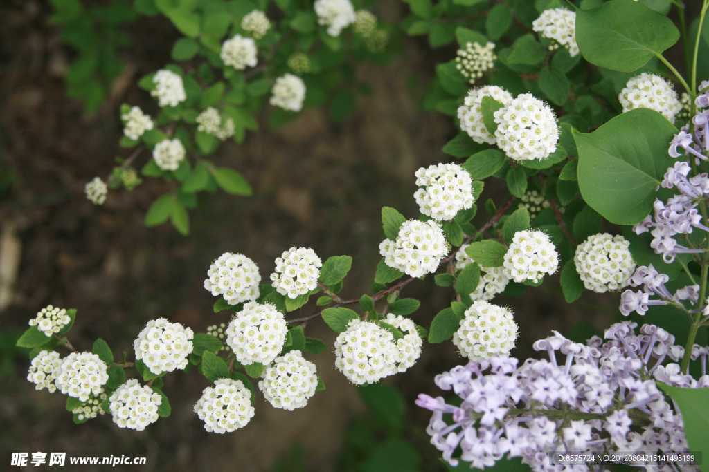 沙果花