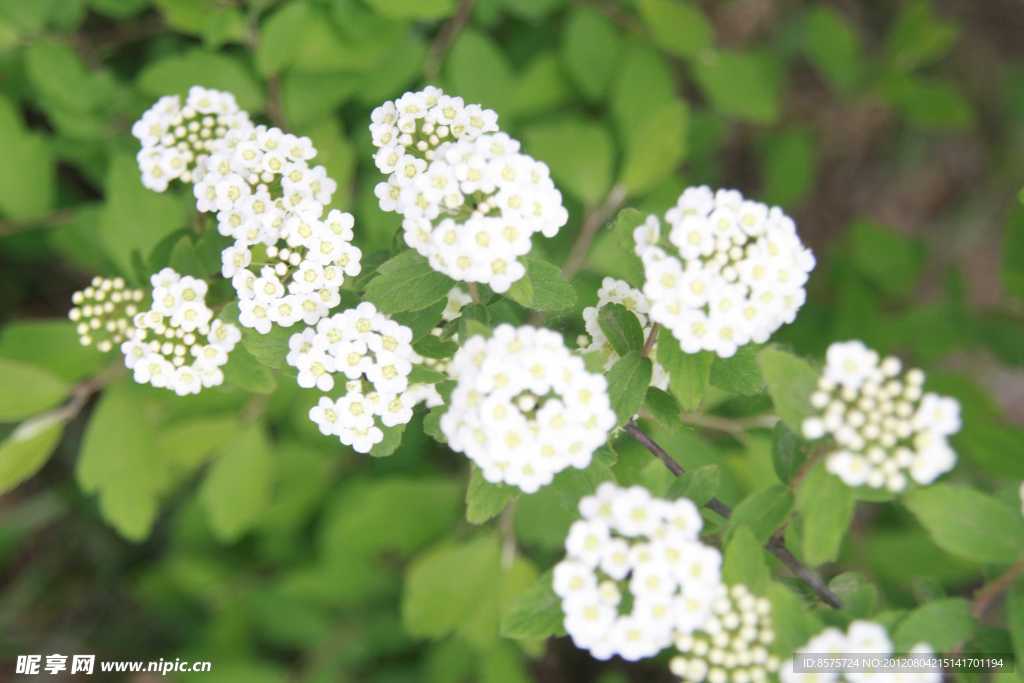 白色球花