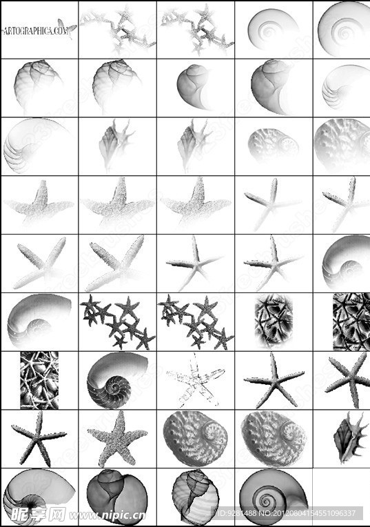 贝壳海星海螺海洋生物笔刷