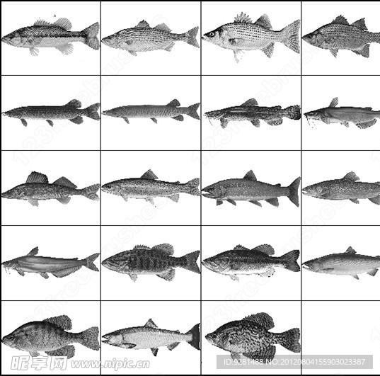 多种常见鱼类笔刷