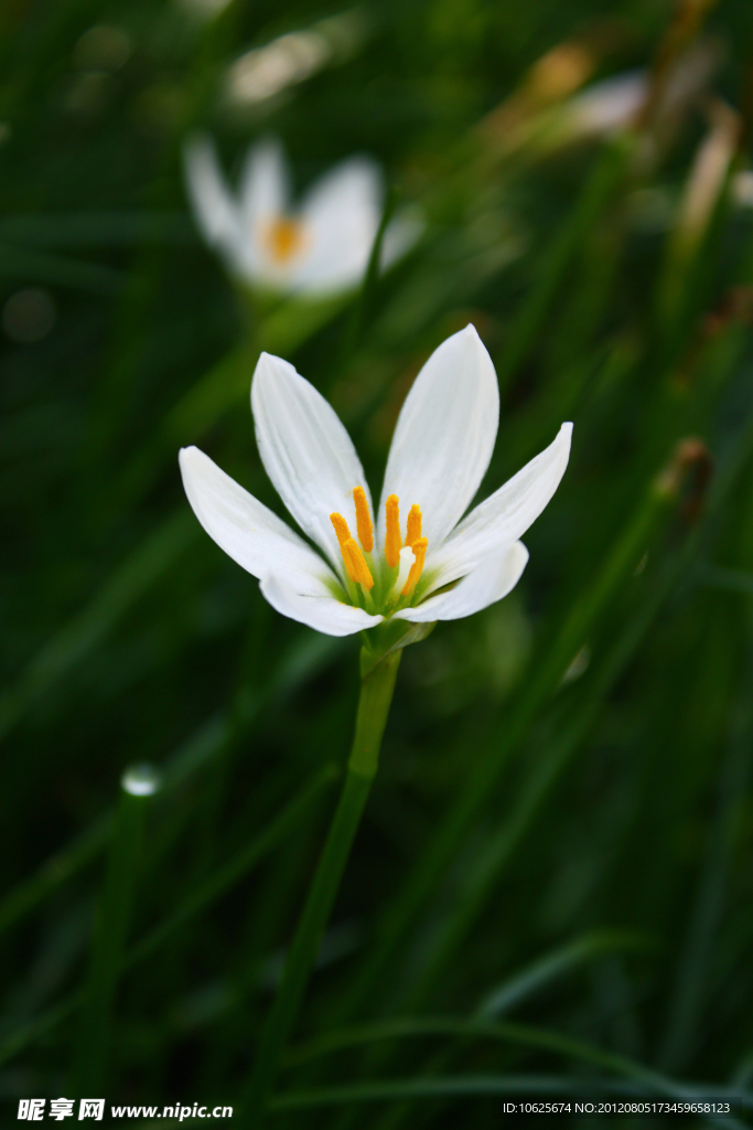 白花