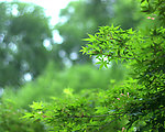 山農大楓葉