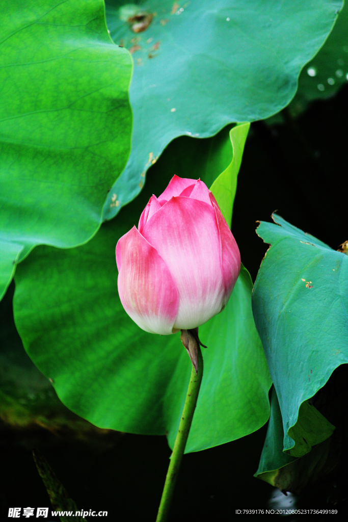 荷花含苞