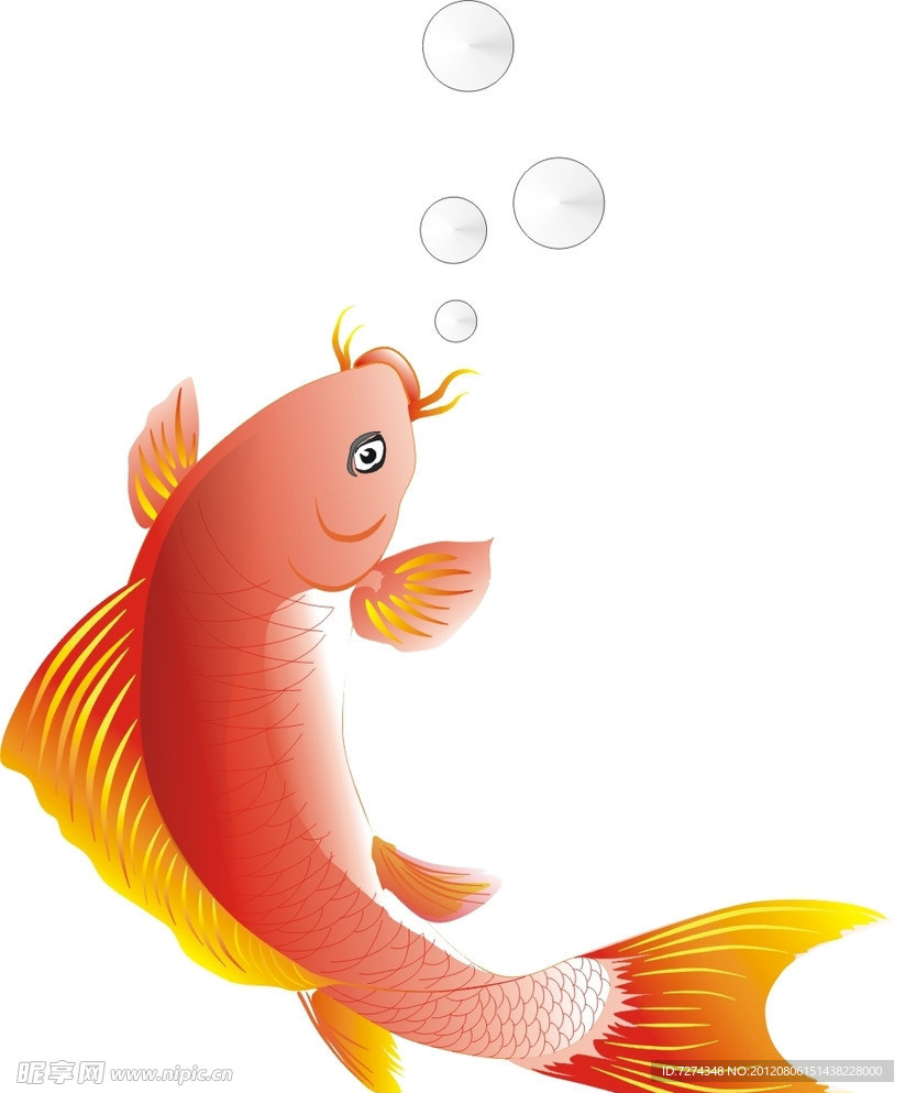 鯉魚