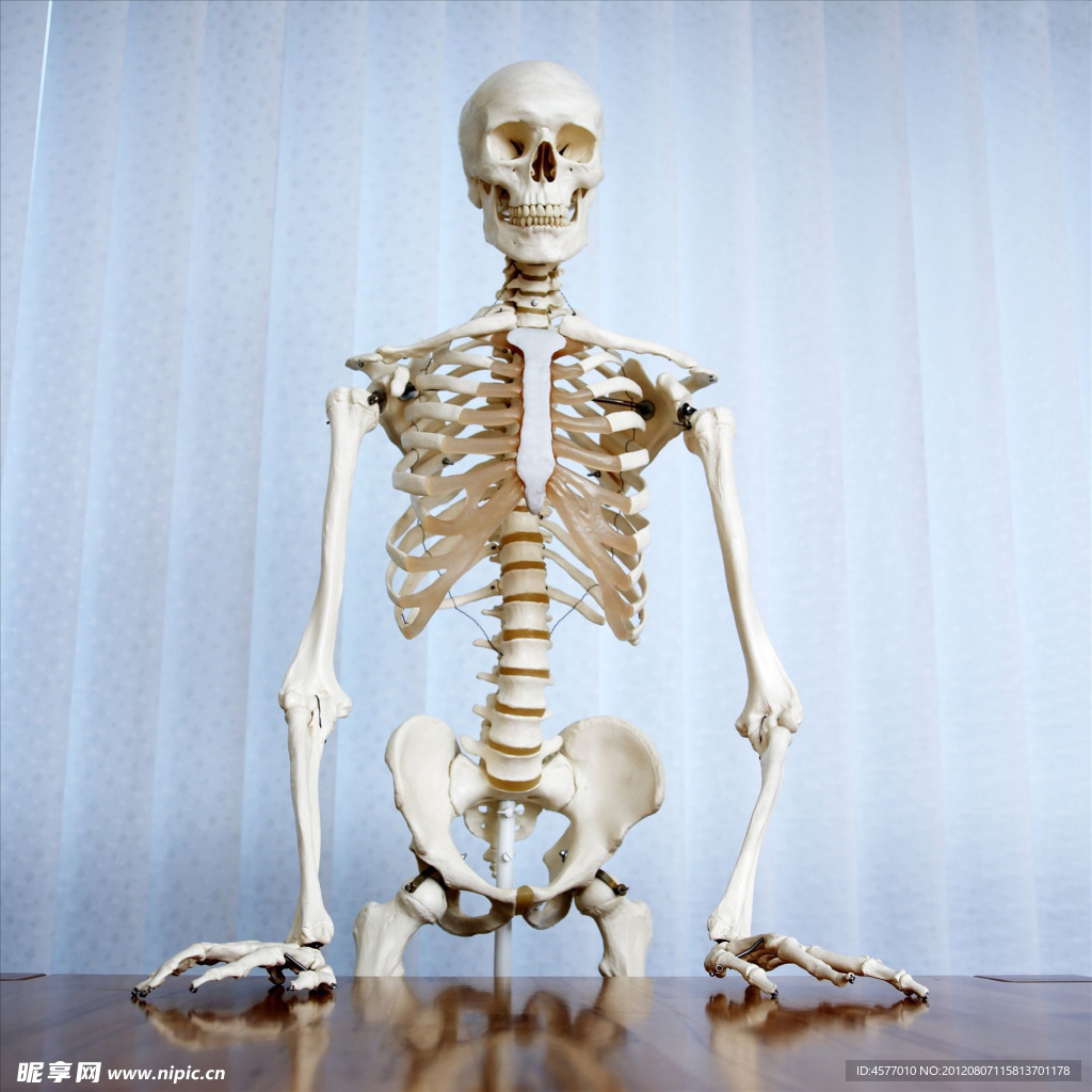 骨骼