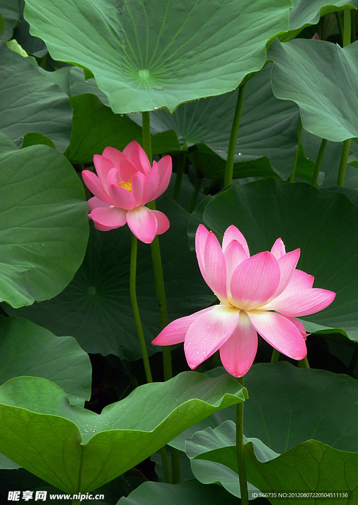 荷花