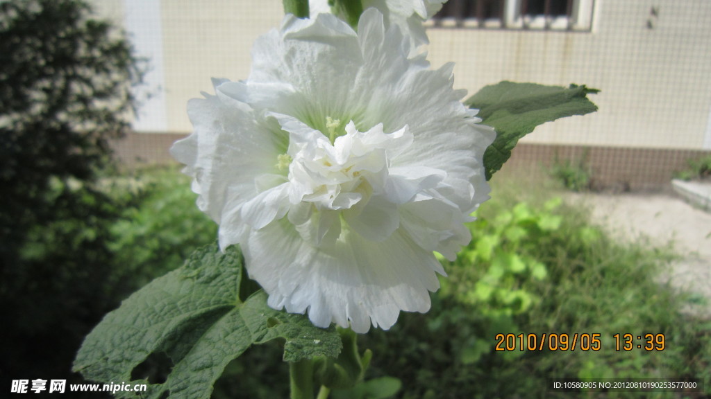 野花