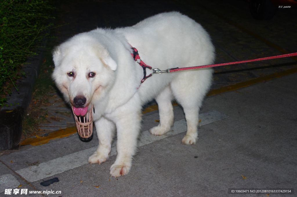 家禽 白狗熊