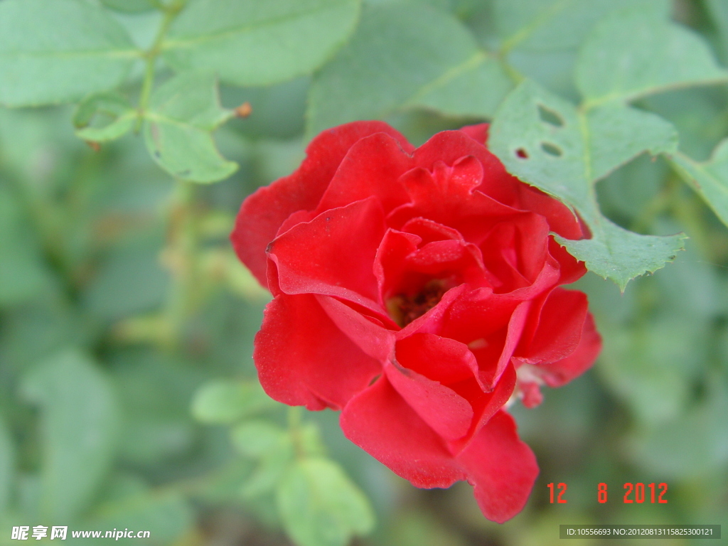 公園月季花