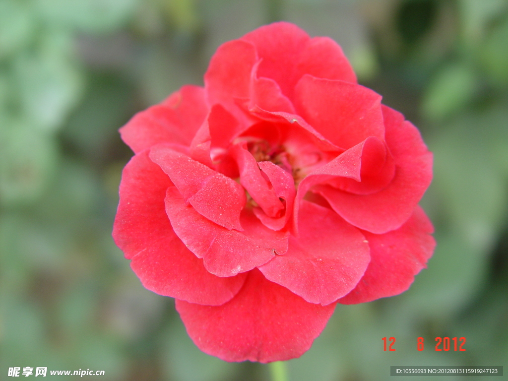 公園月季花