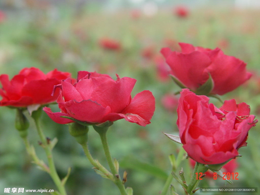 公園月季花