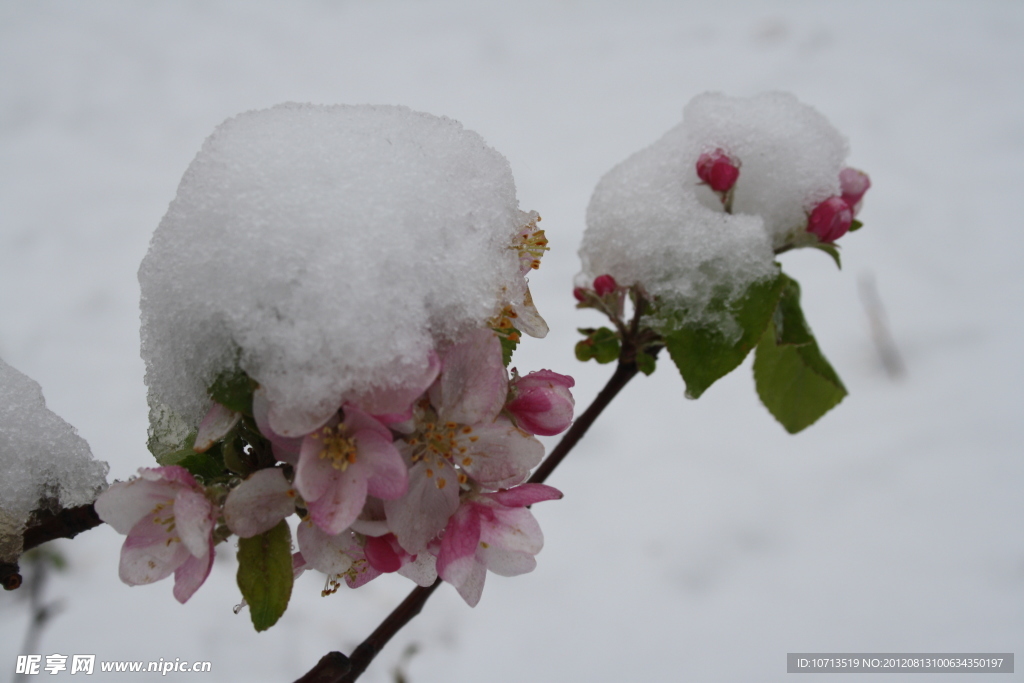 雪中苹果花