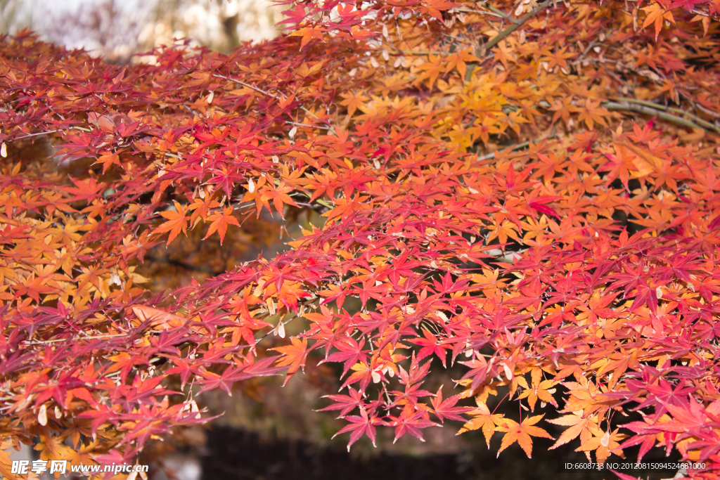 紅葉秋葉