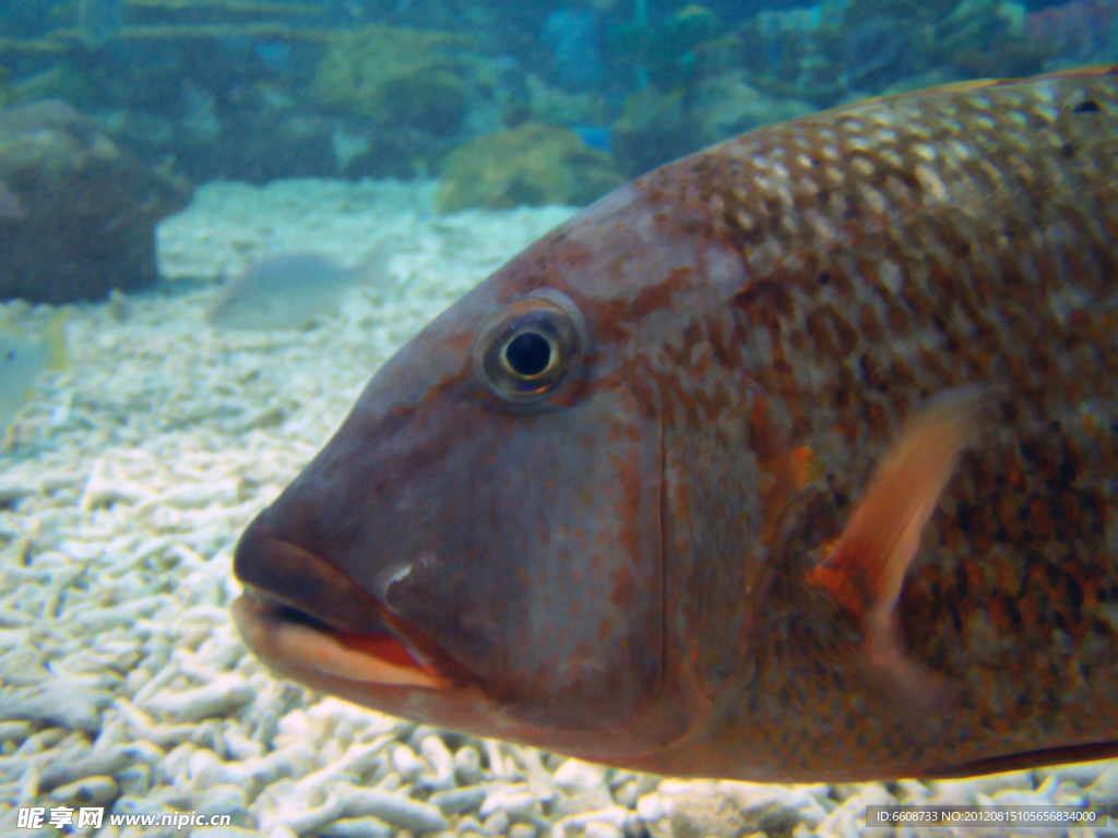 深海魚(yú)