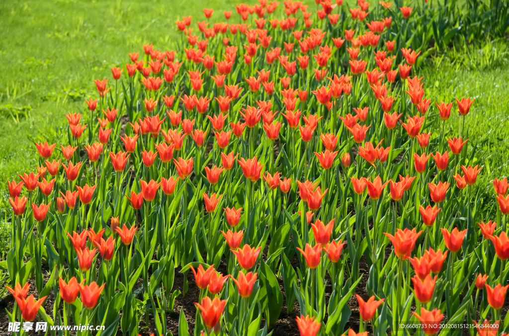 郁金香花園