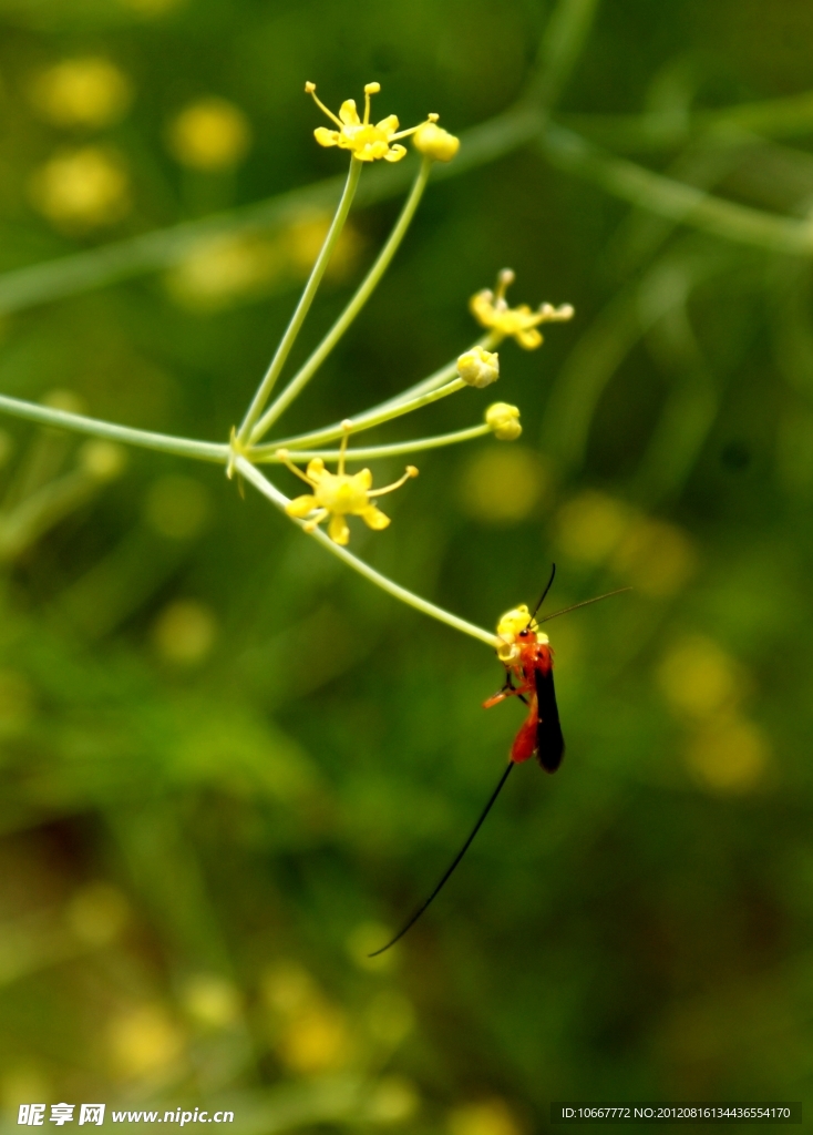 小花與蜂