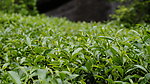 茶葉