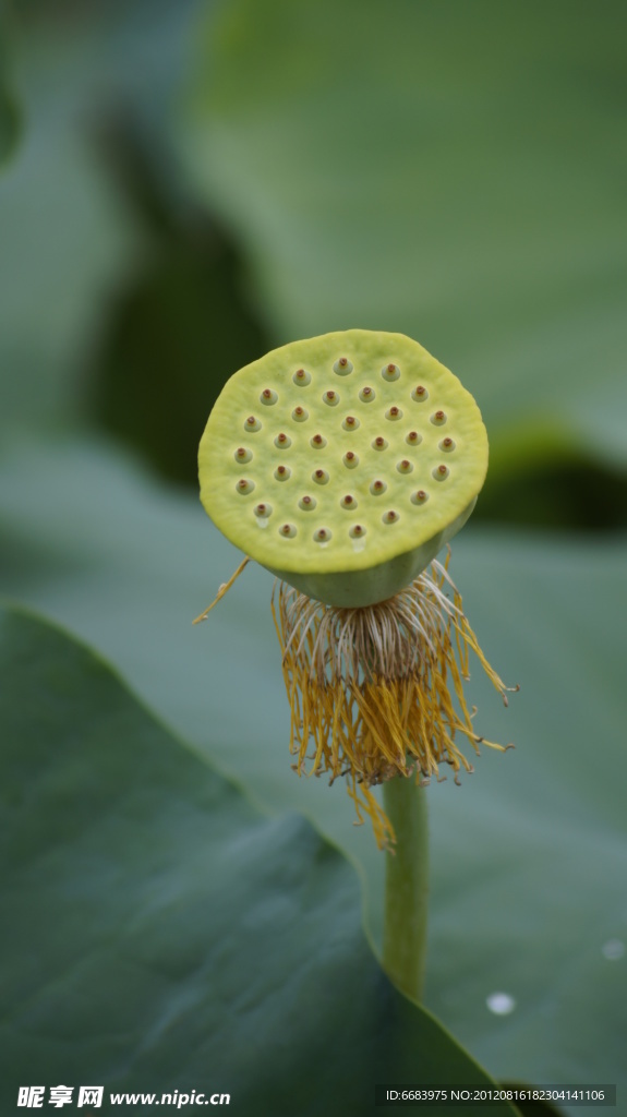 蓮蓬