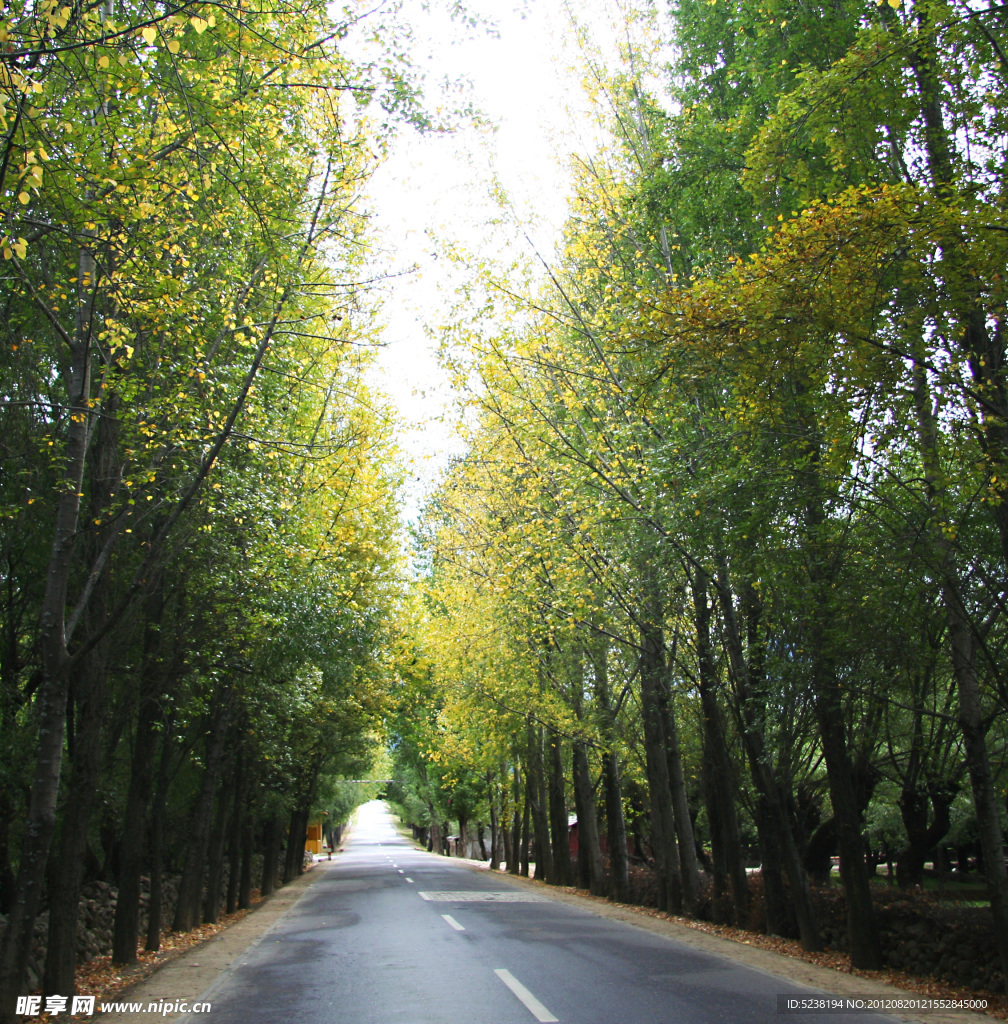 林芝道路