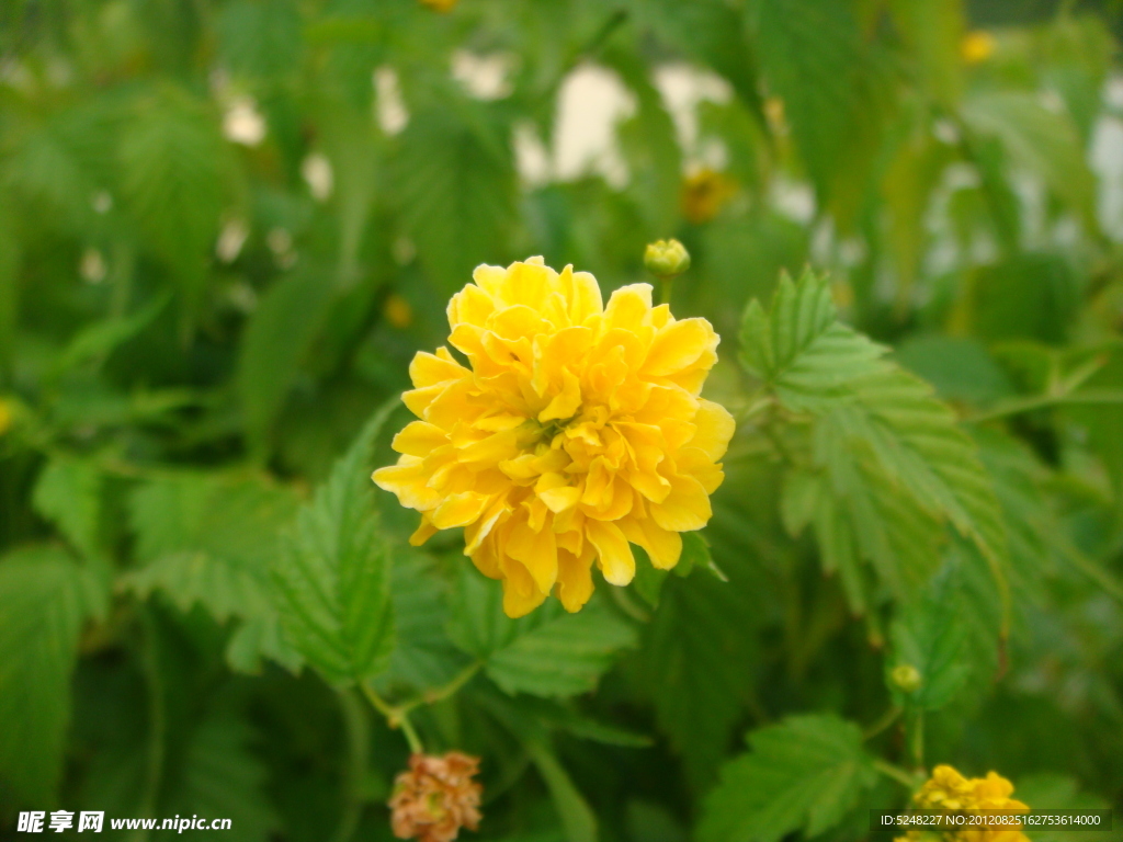 花朵攝影