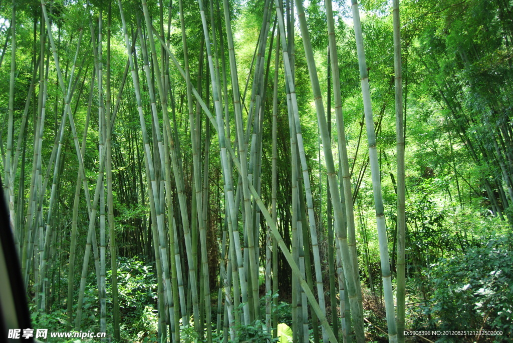 竹林圖片