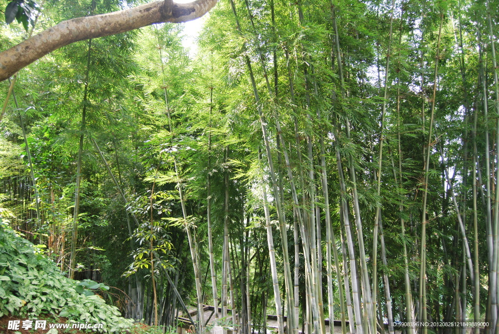 竹林圖片