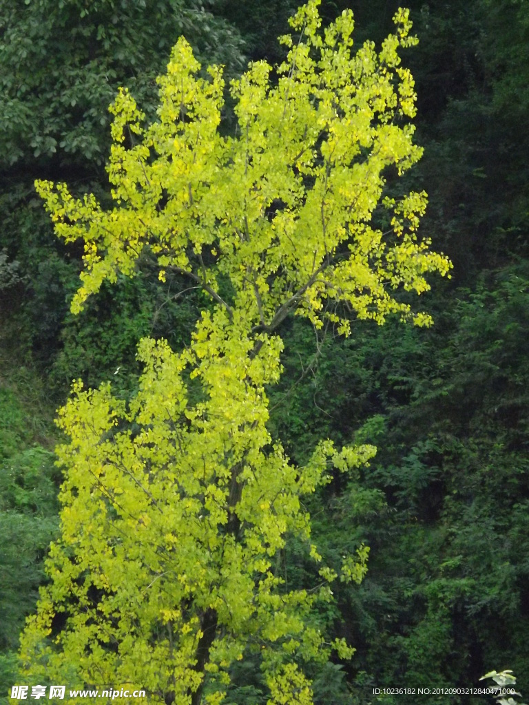 小樹樹木